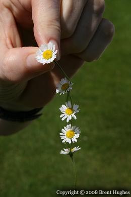 Daisy Chain