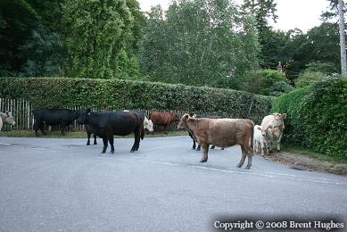 Crossing Guard Cows