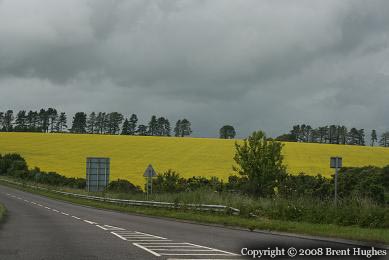 Roadside flowers